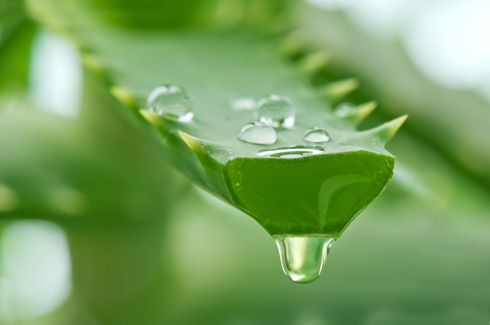 aloe-vera faydaları