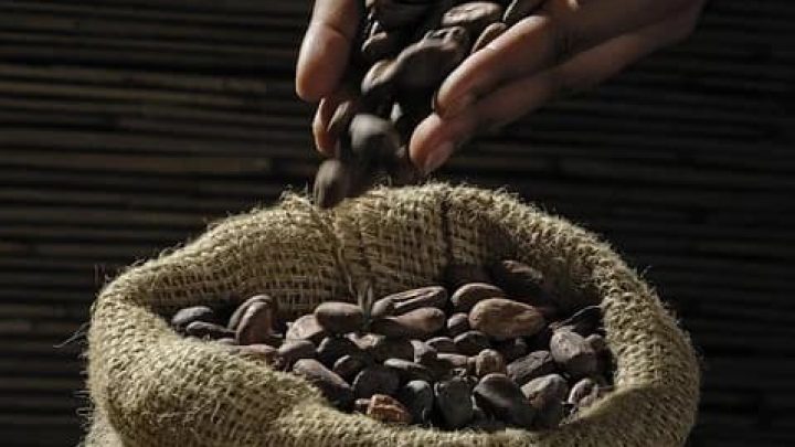 En Çok Kakao Üreten Ülkeler