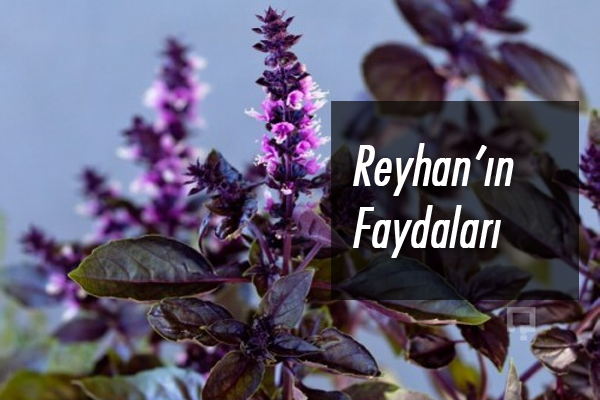 reyhanın faydaları